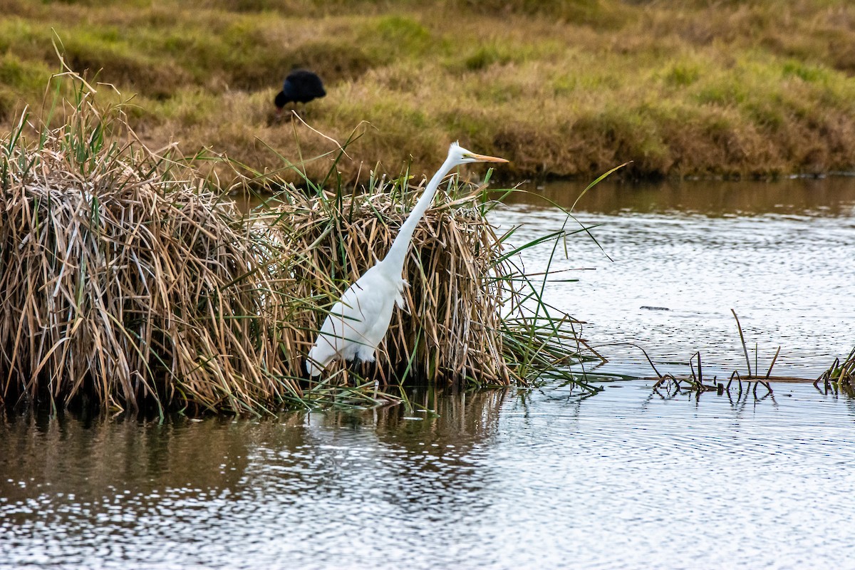 Great Egret - ML620296496