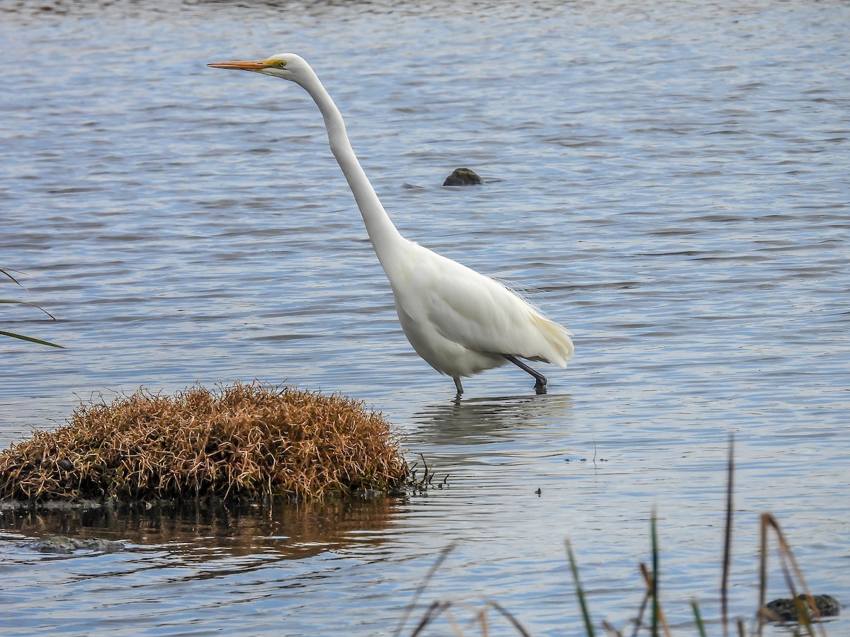 Great Egret - ML620296497