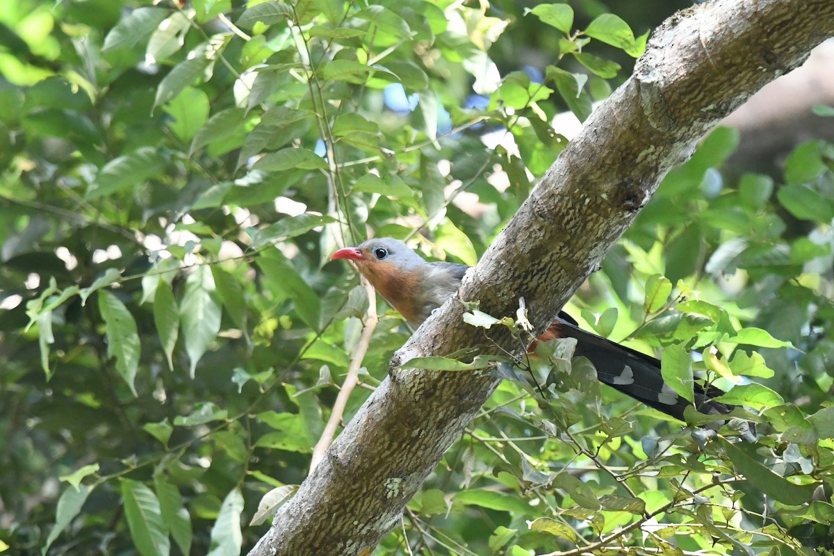 Red-billed Malkoha - ML620296505