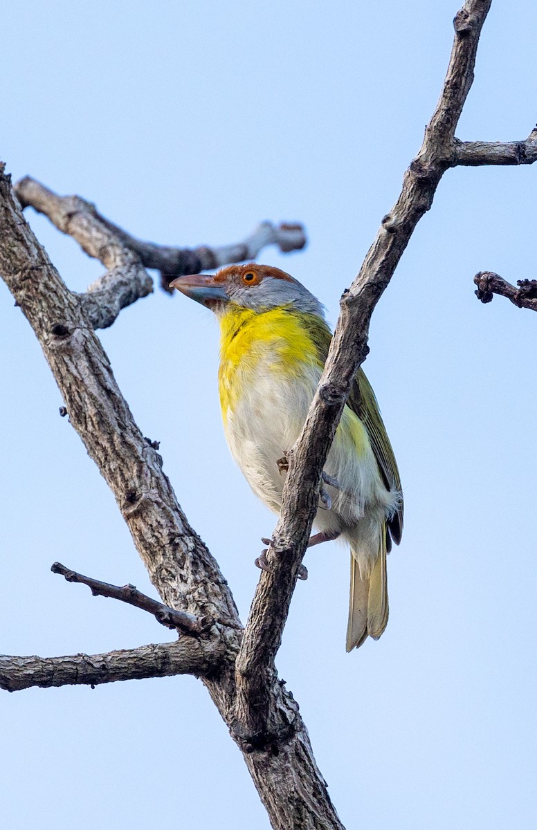 Rufous-browed Peppershrike - ML620296509