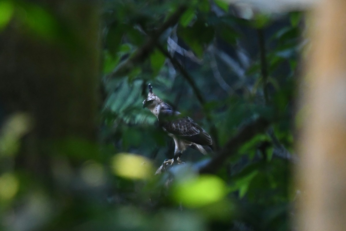 Águila de Indonesia - ML620296512