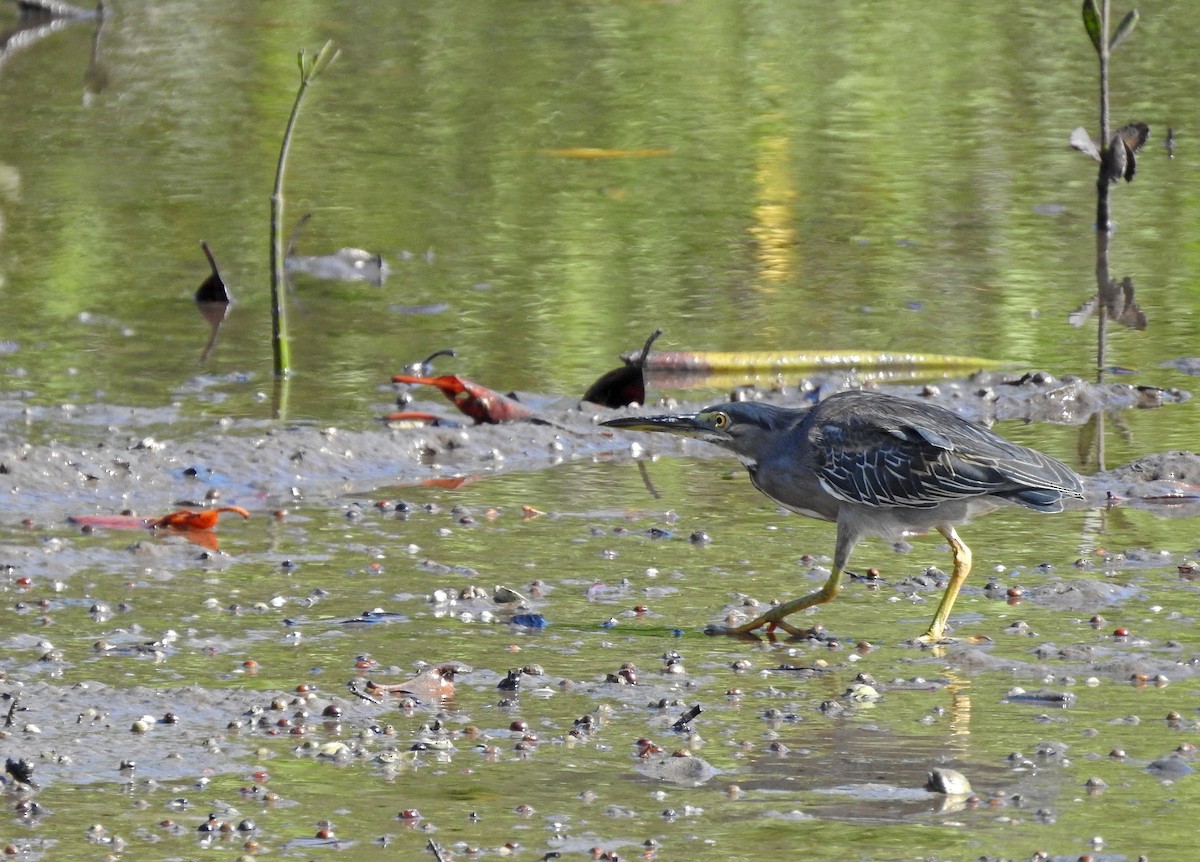 Striated Heron - ML620296515