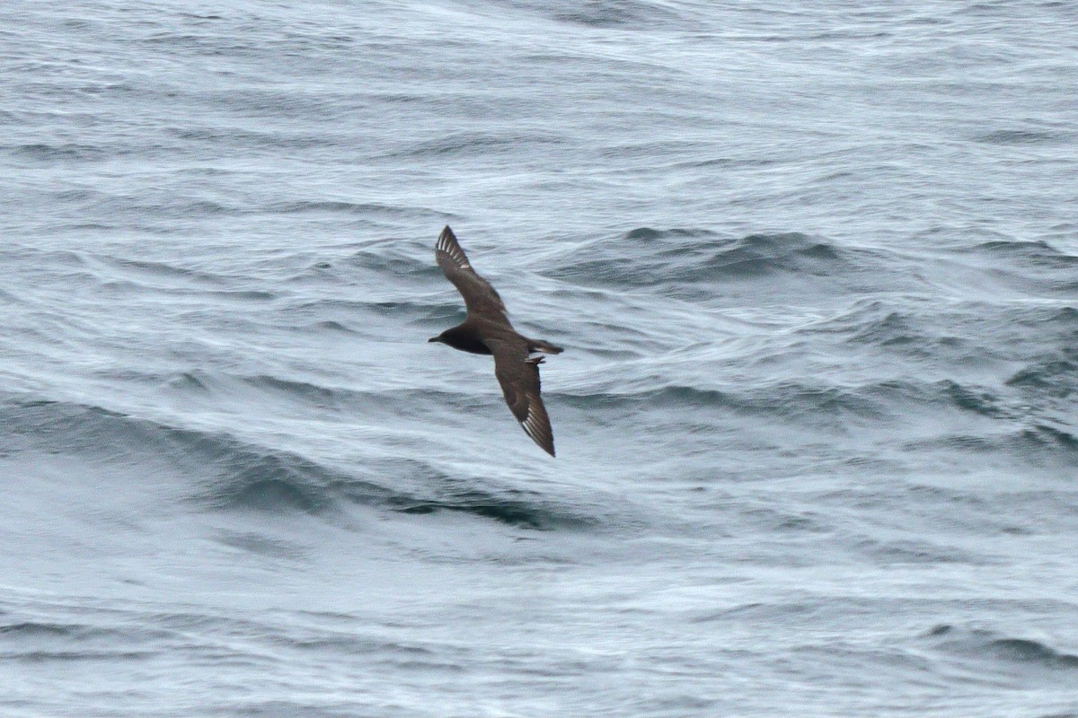 Pomarine Jaeger - Anonymous