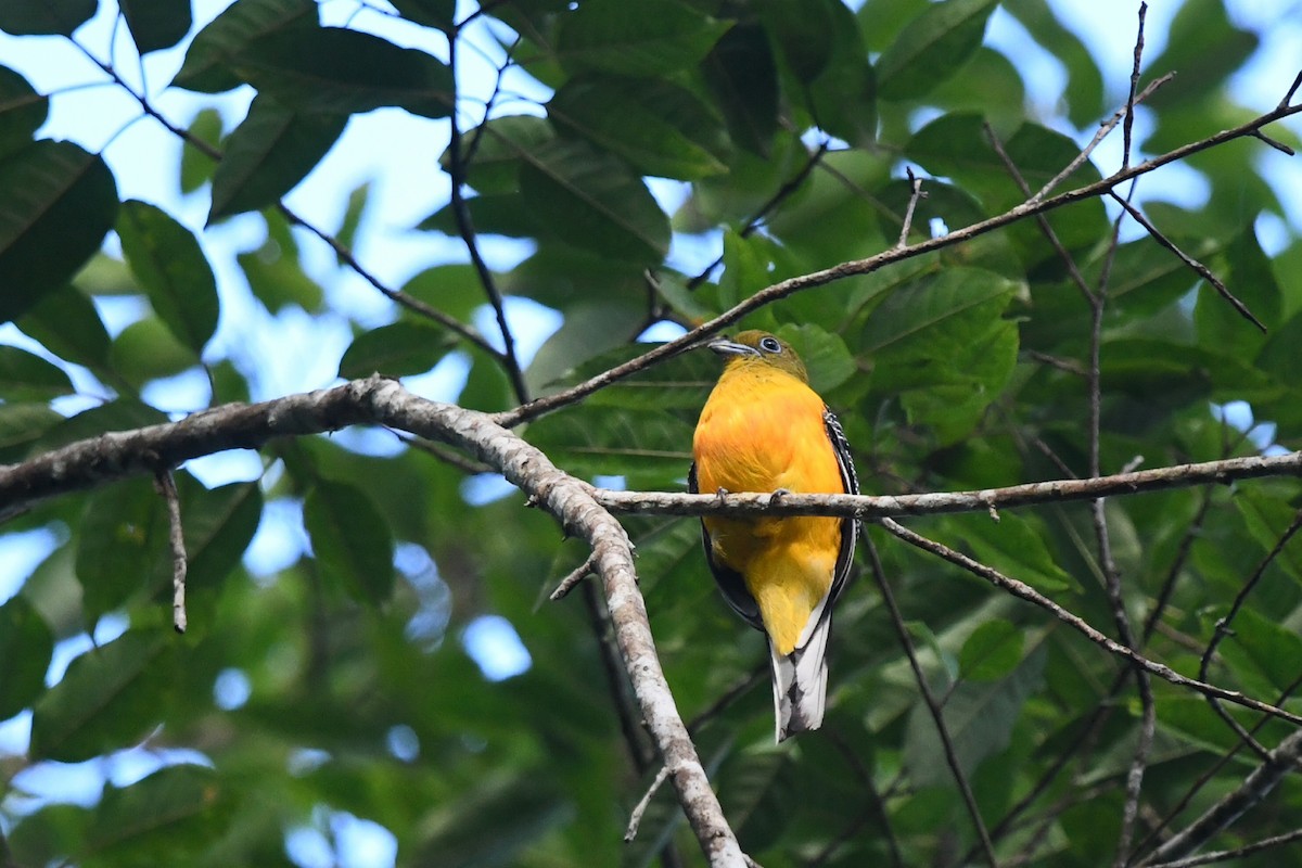 Trogon à poitrine jaune - ML620296517