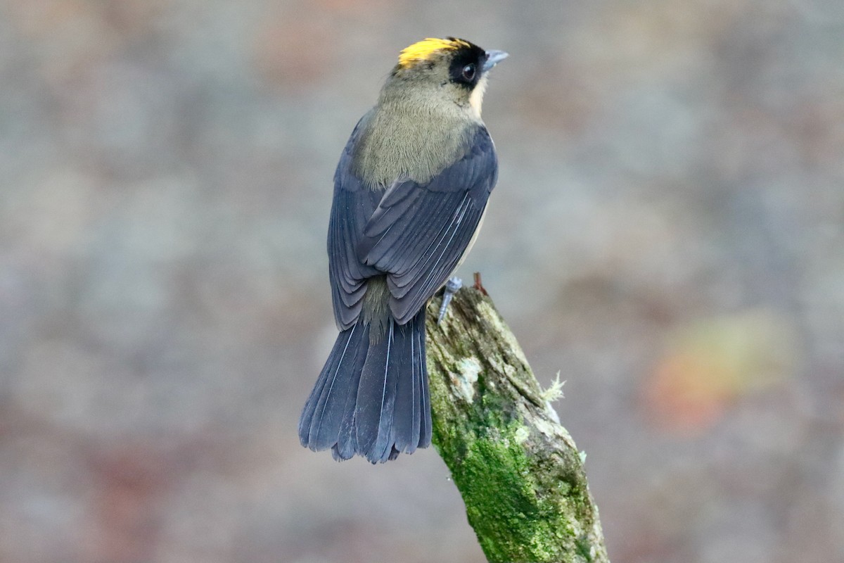 Black-goggled Tanager - ML620296525