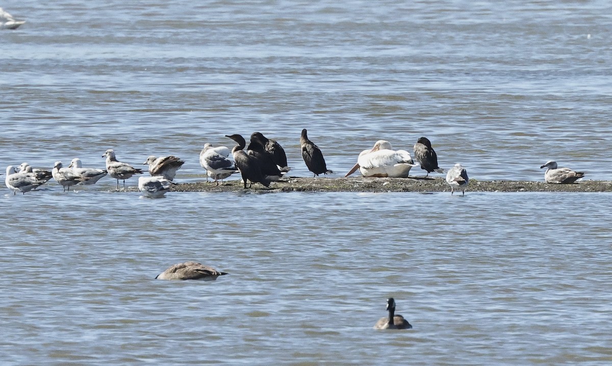 American White Pelican - ML620296526