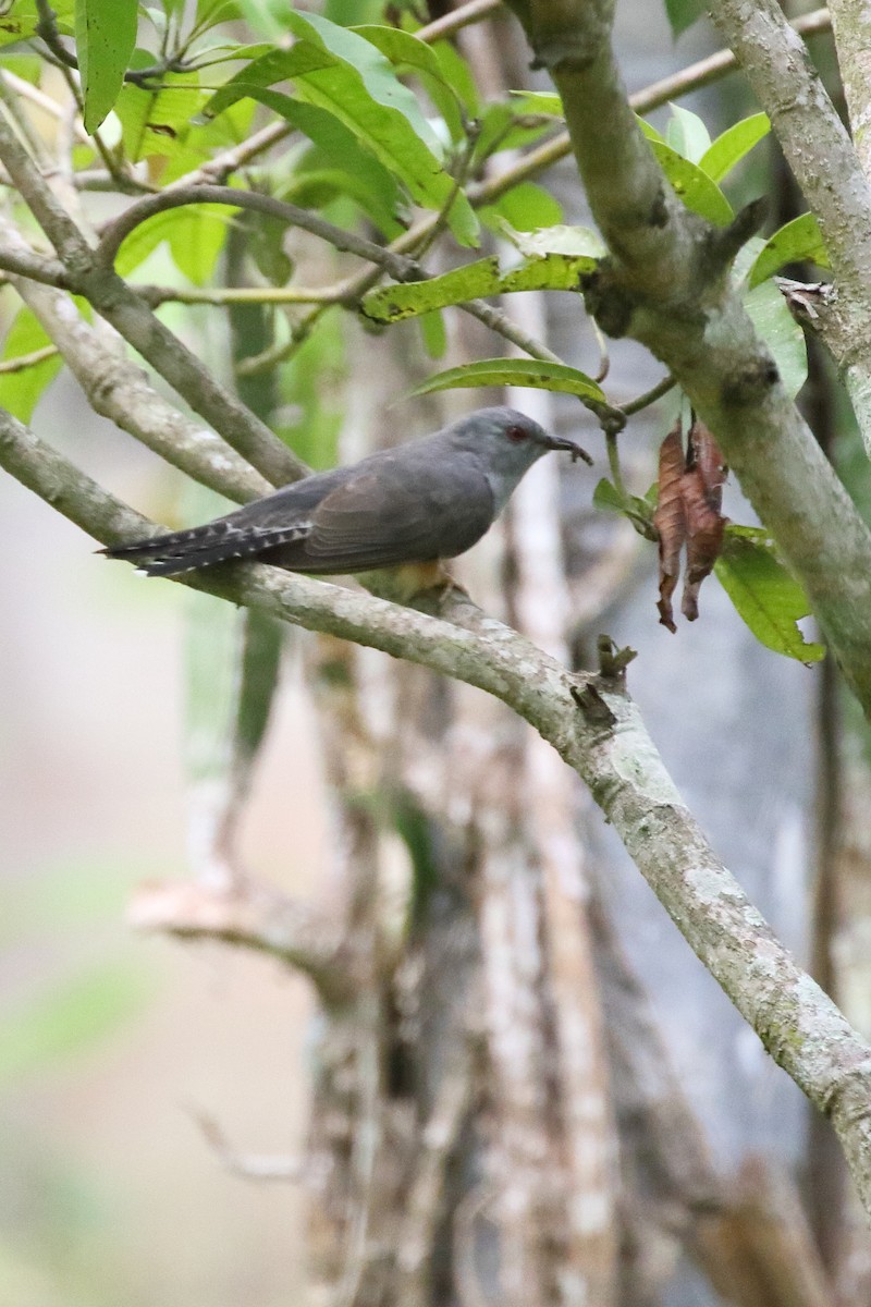 Plaintive Cuckoo - ML620296529