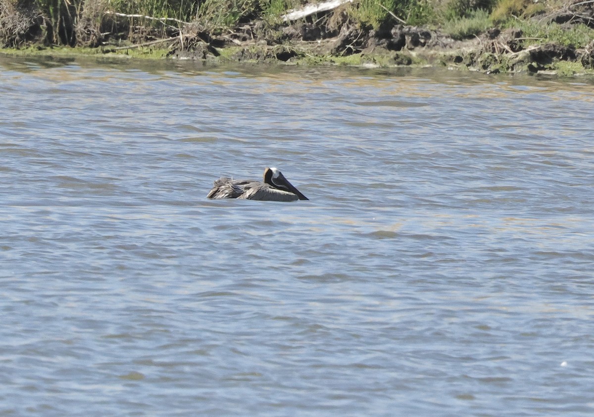 Brown Pelican - ML620296531