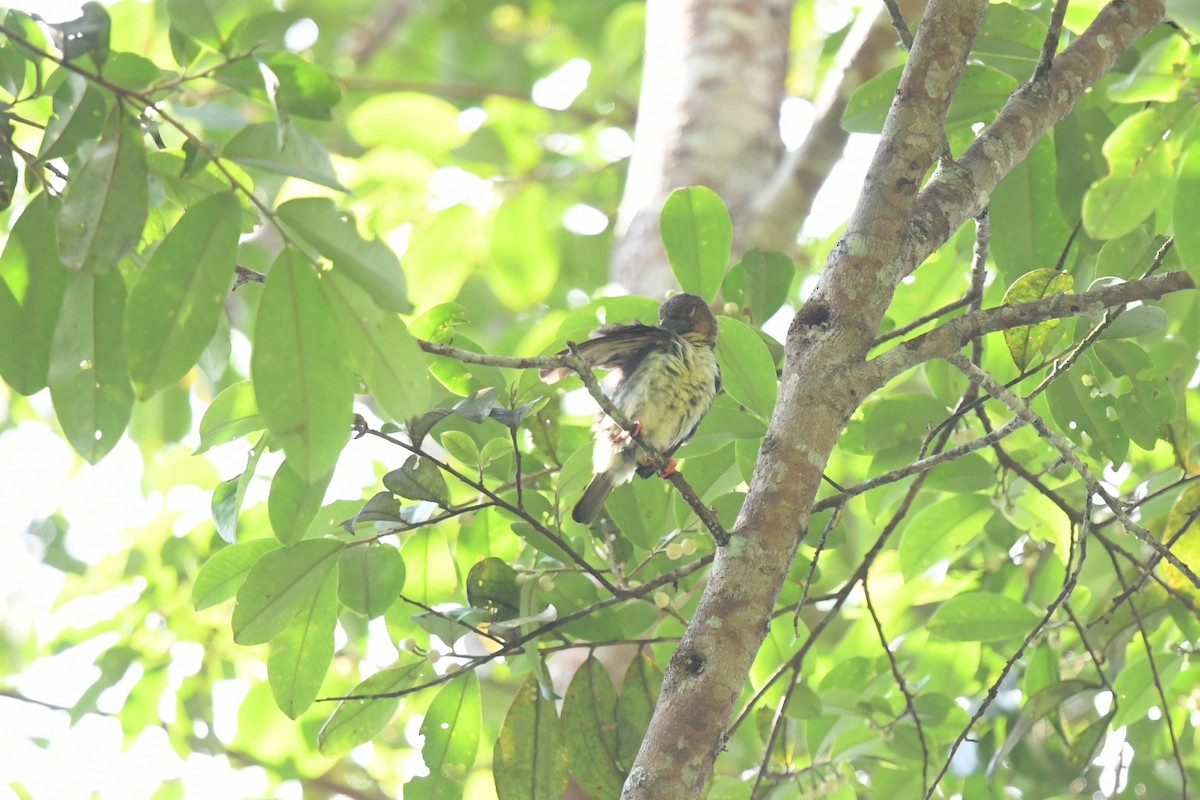 Barbudo Pardo de Malasia - ML620296534