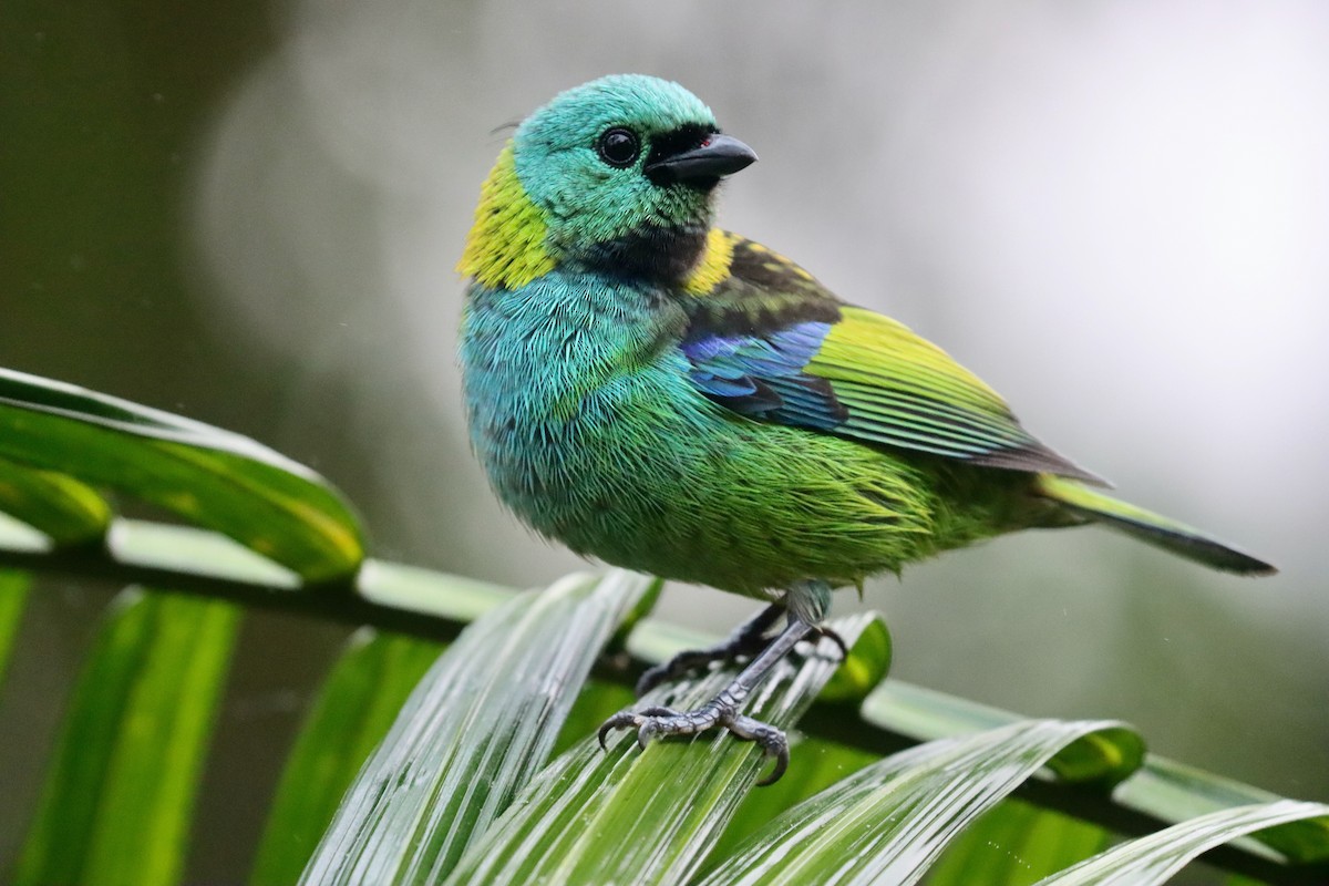 Green-headed Tanager - ML620296536