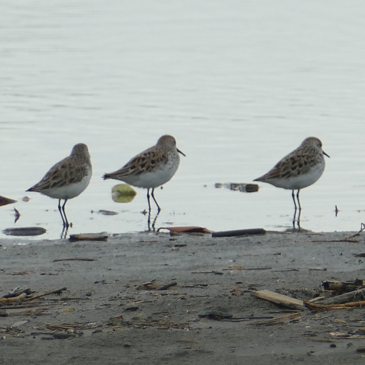 Semipalmated Sandpiper - ML620296537