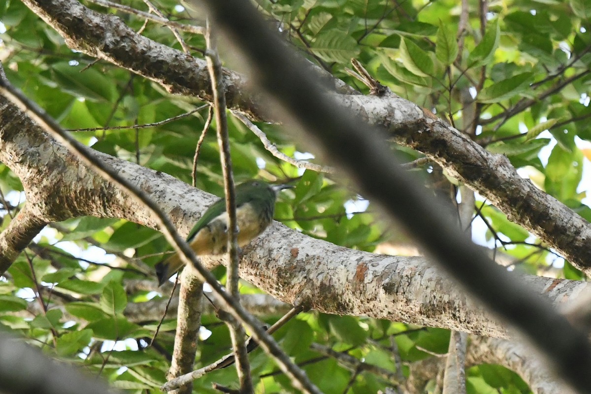 Red-bearded Bee-eater - ML620296539