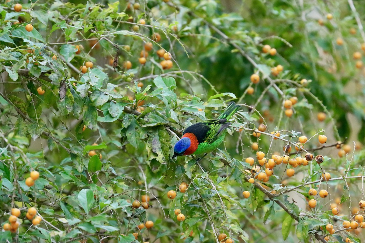 Red-necked Tanager - ML620296541