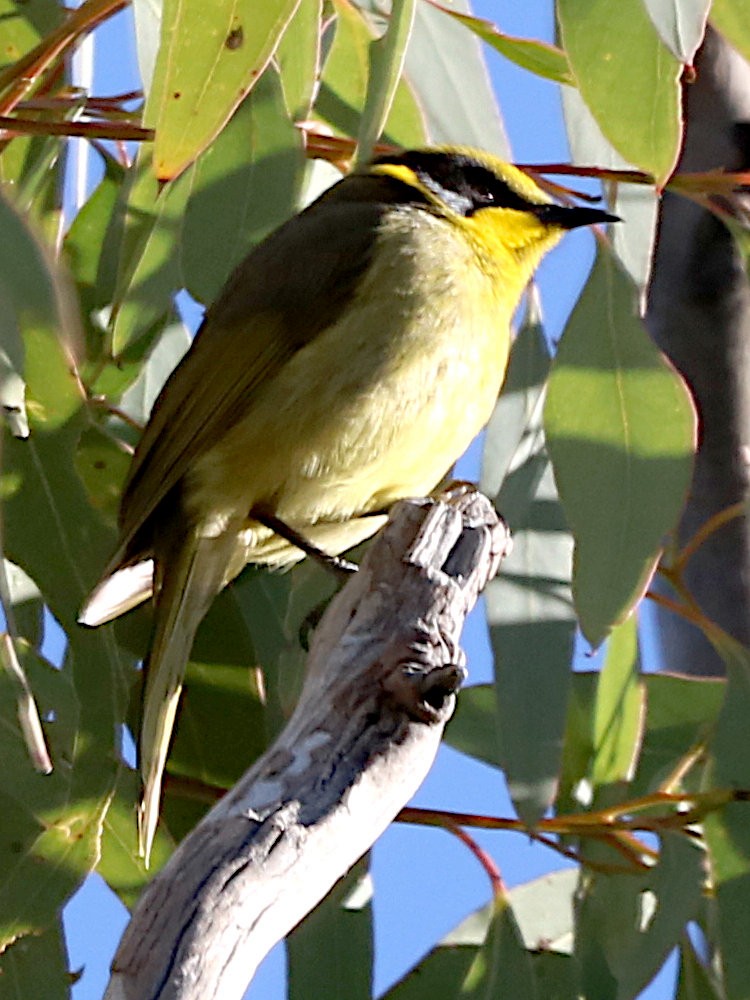 Yellow-tufted Honeyeater - ML620296543