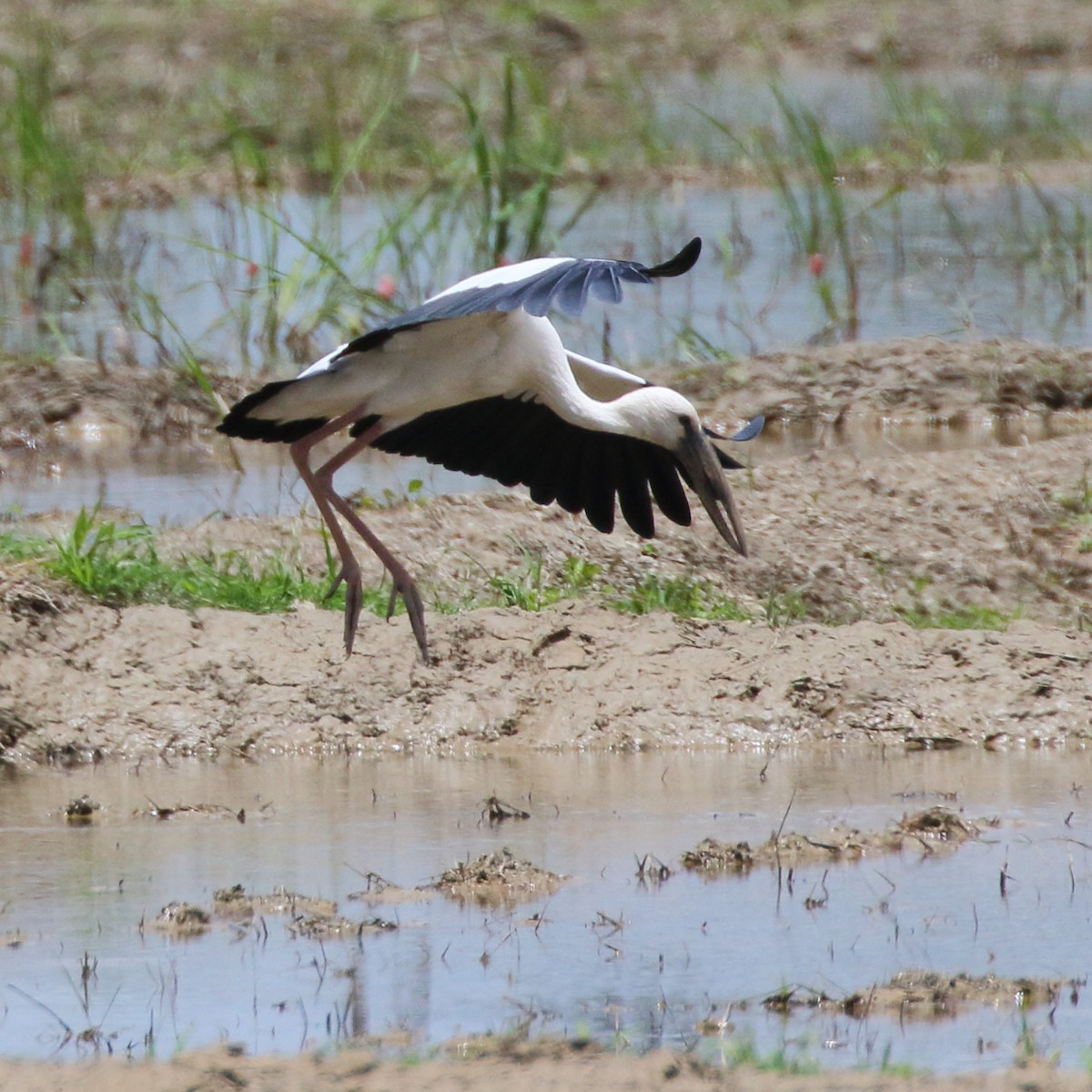 Asian Openbill - ML620296546