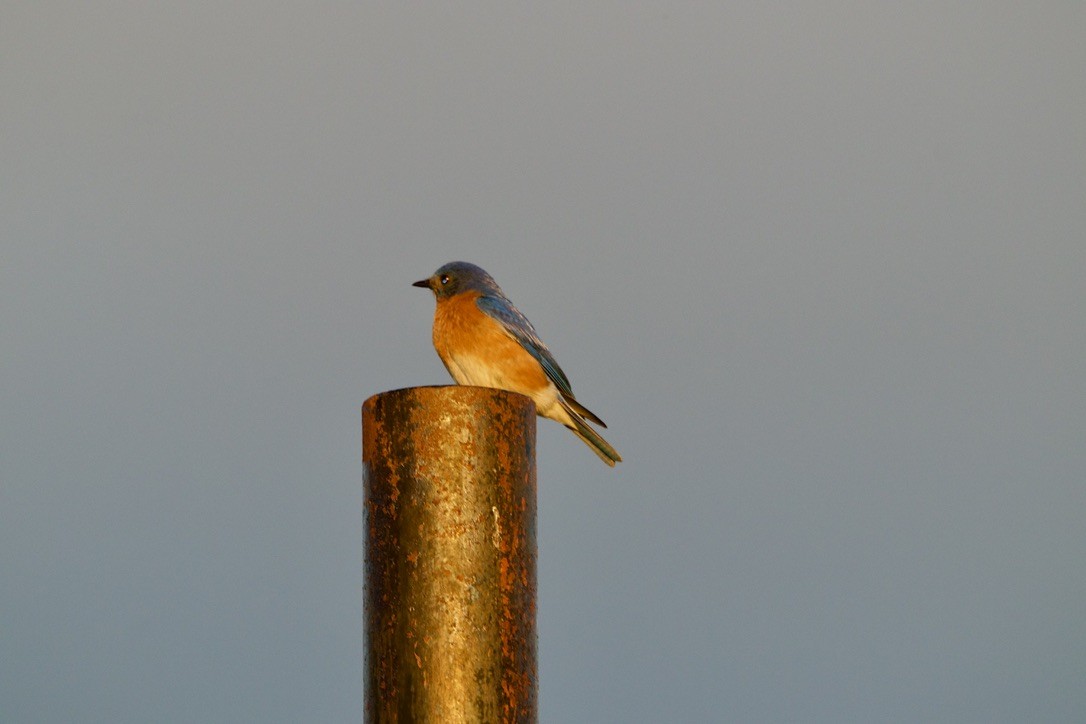 Eastern Bluebird - ML620296550