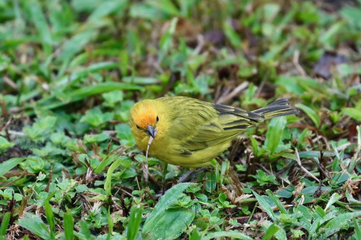 Saffron Finch - ML620296551