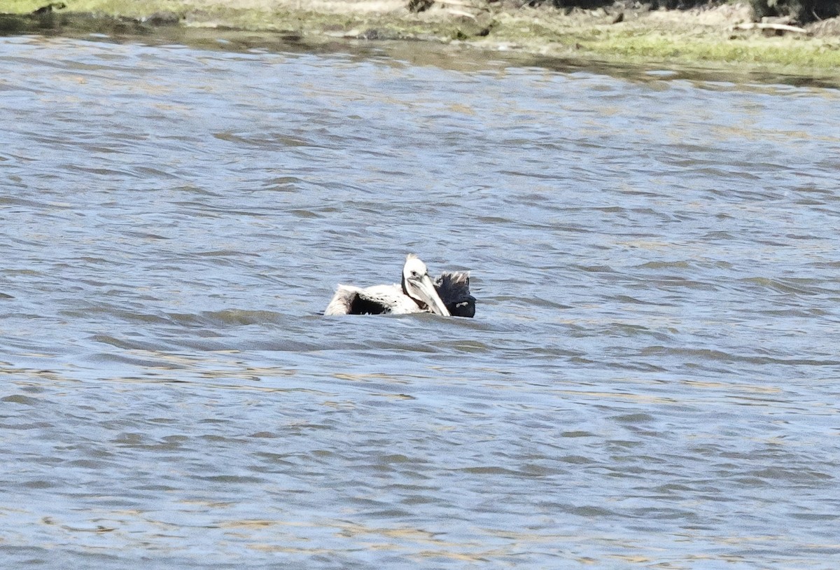 Brown Pelican - ML620296552