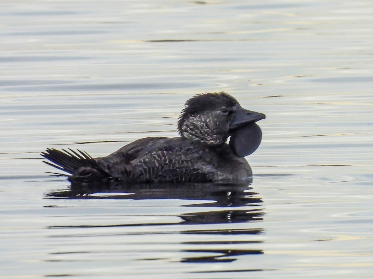 Musk Duck - ML620296555