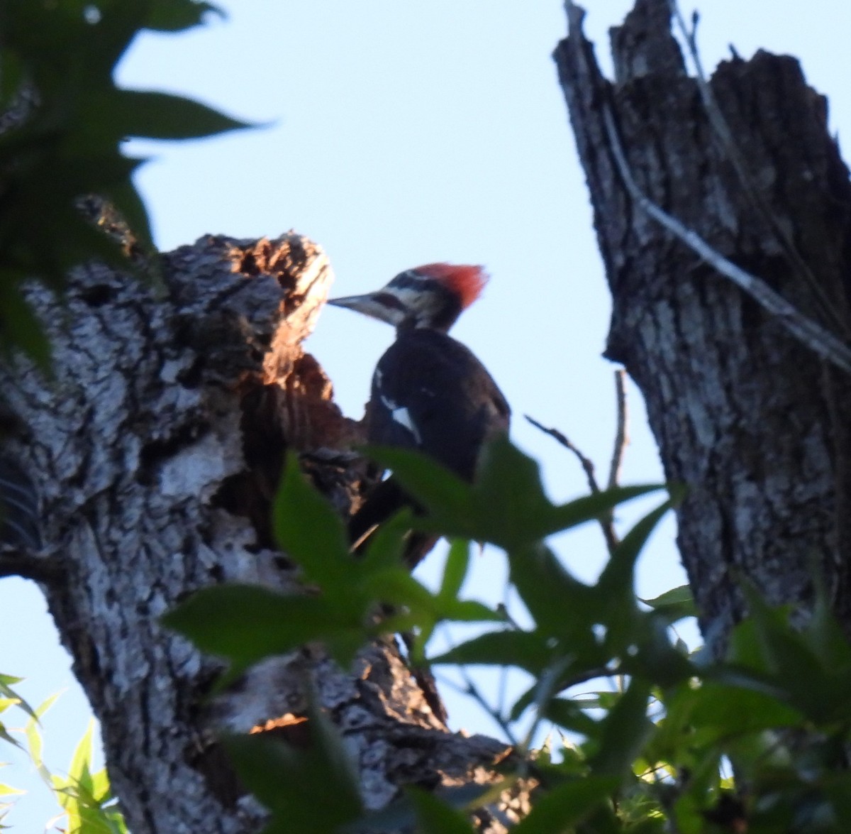 Pileated Woodpecker - ML620296557