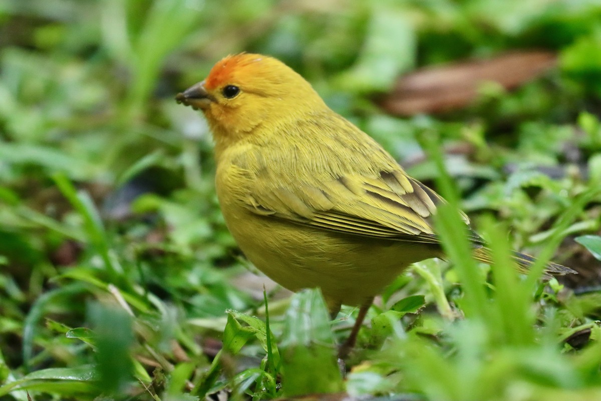 Saffron Finch - ML620296558