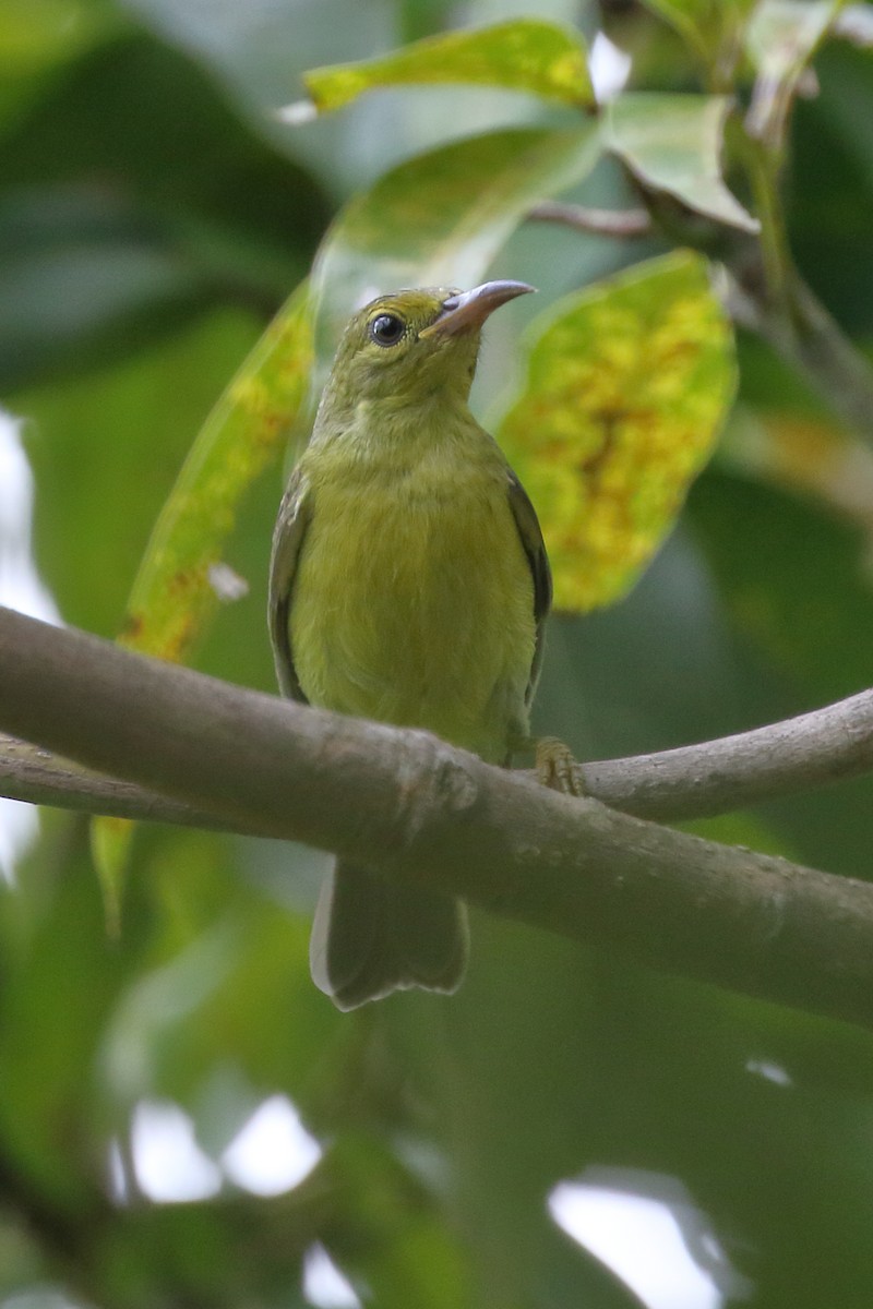 Brown-throated Sunbird - ML620296559