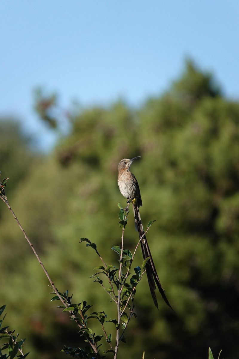 Cape Sugarbird - ML620296560