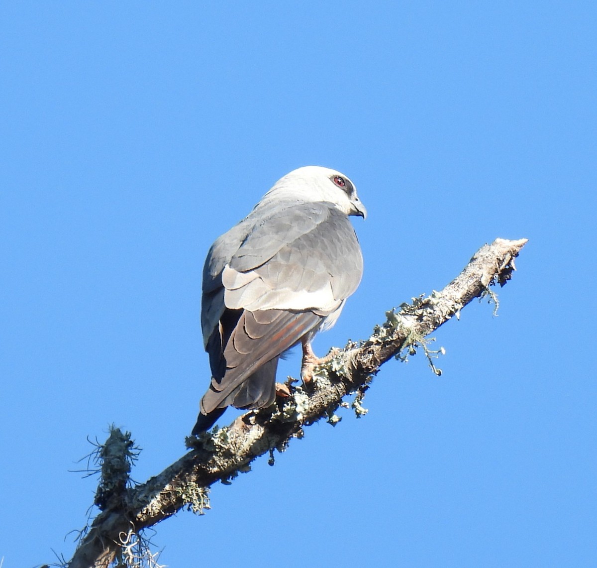 Mississippi Kite - ML620296563