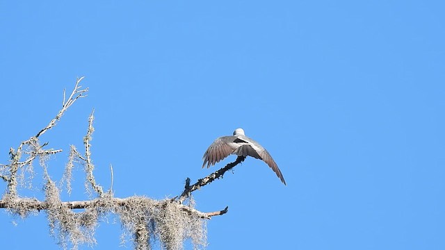 Mississippi Kite - ML620296566