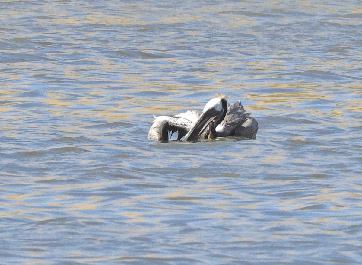 Brown Pelican - ML620296568