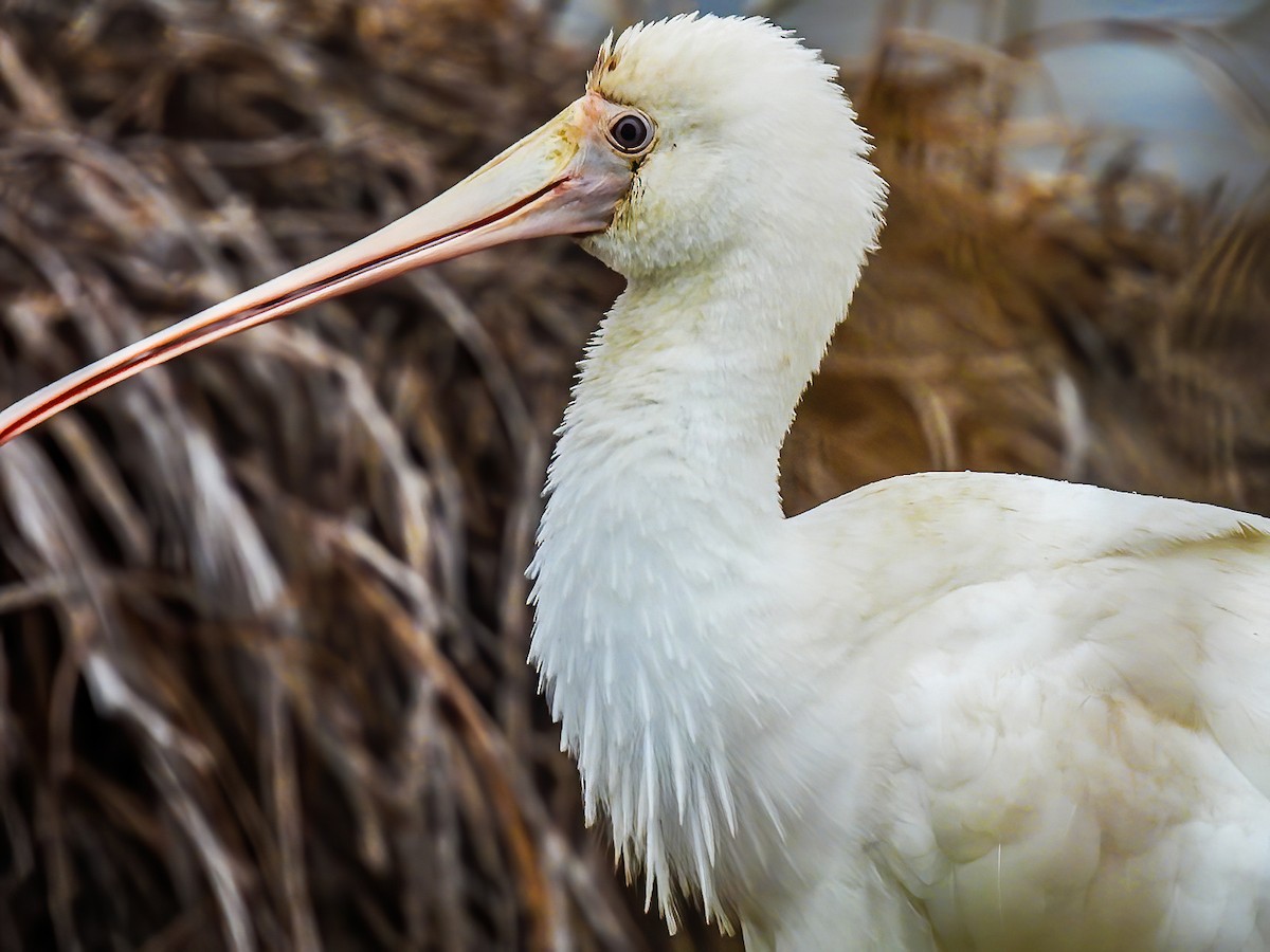 Yellow-billed Spoonbill - ML620296569