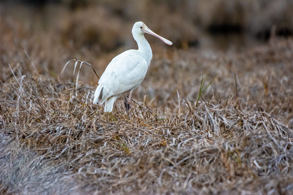 Yellow-billed Spoonbill - ML620296573