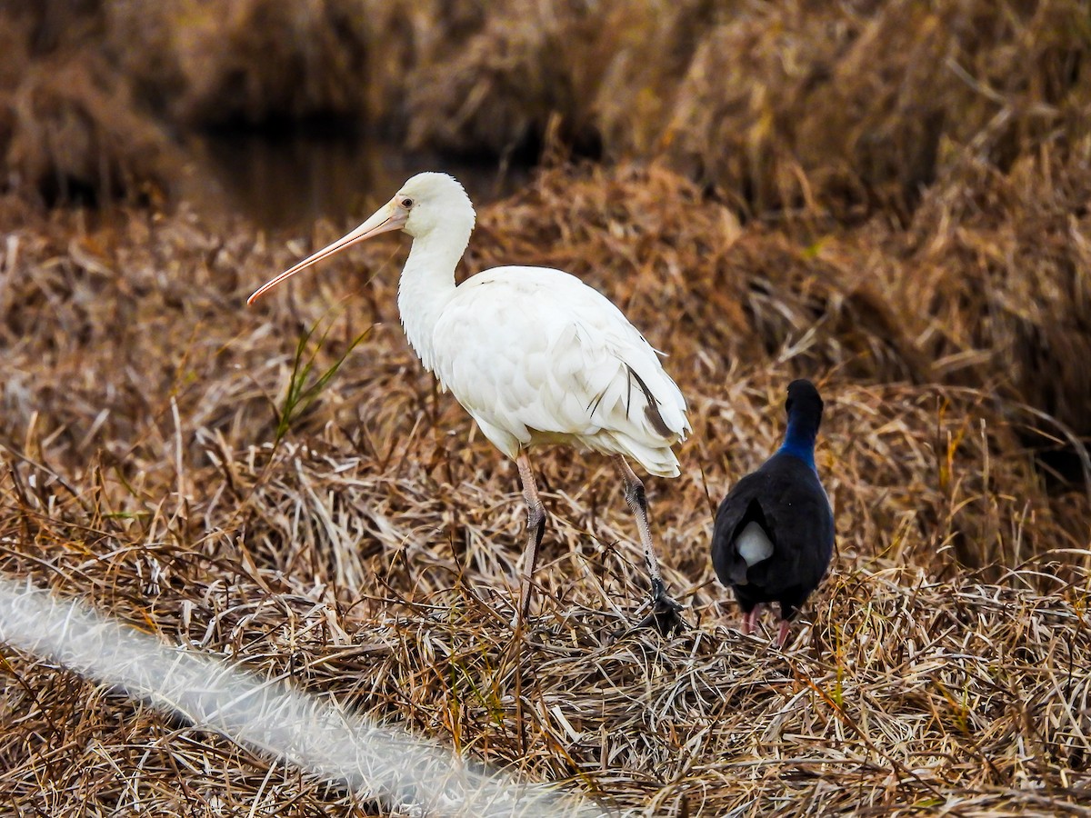 Yellow-billed Spoonbill - ML620296574