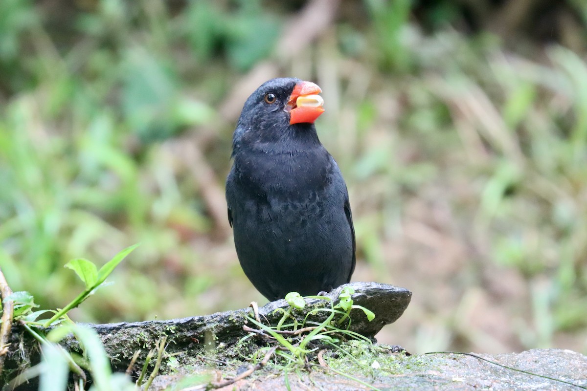 Black-throated Grosbeak - ML620296576