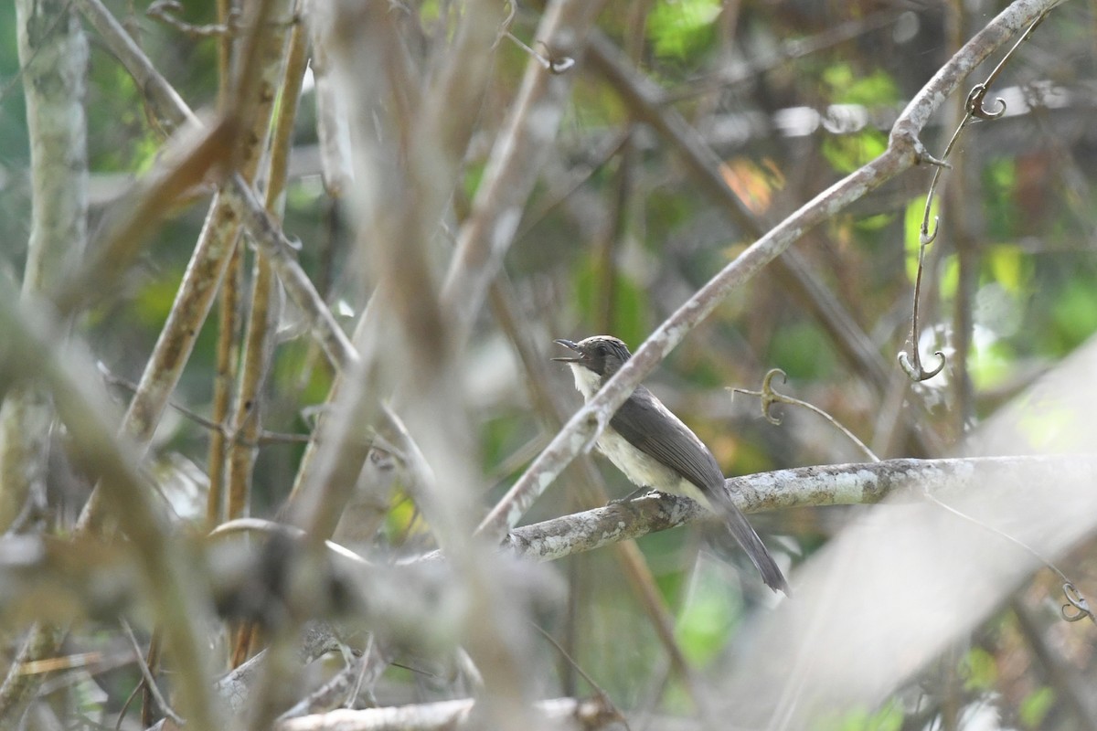 Cinereous Bulbul (Cinereous) - ML620296578