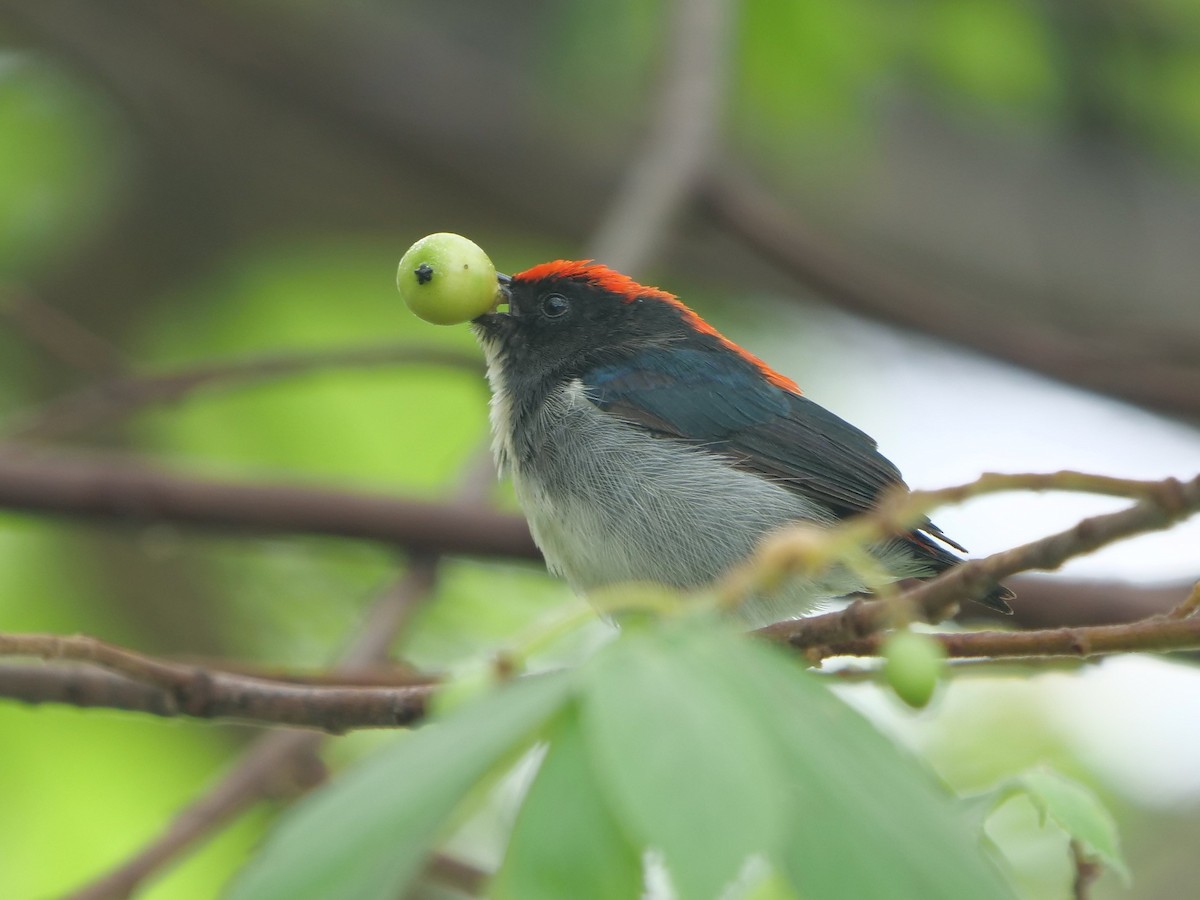 Scarlet-backed Flowerpecker - ML620296580