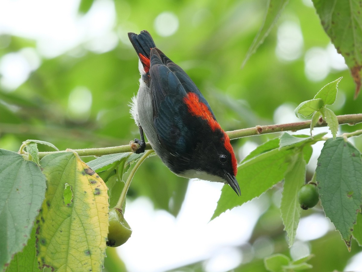 Scarlet-backed Flowerpecker - ML620296581