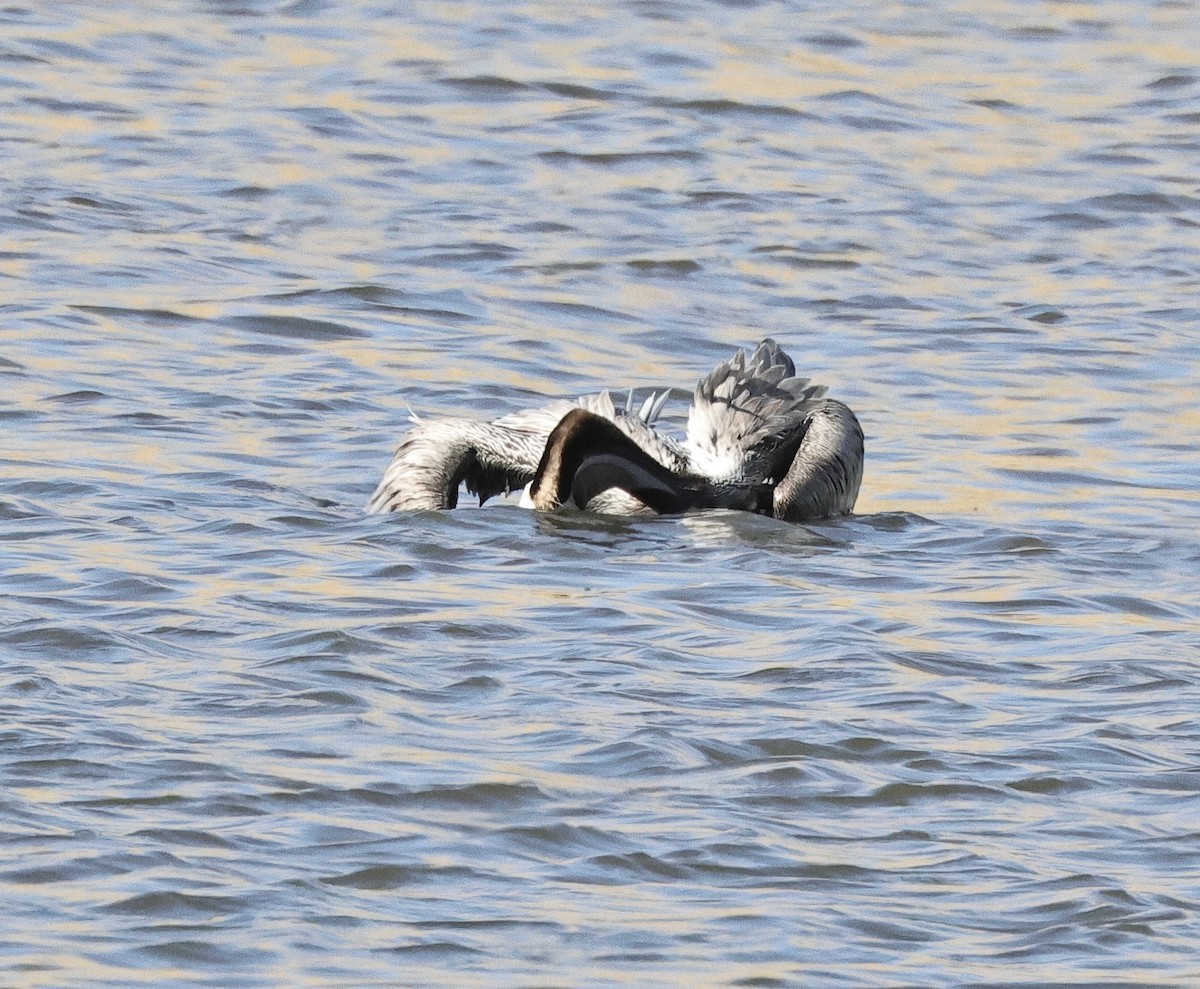 Brown Pelican - ML620296583