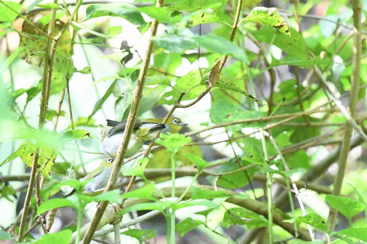 Hume's White-eye - ML620296585