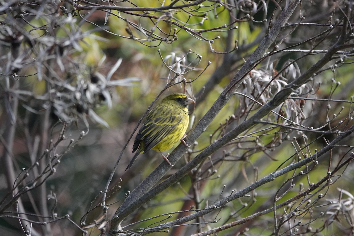 Forest Canary - ML620296586