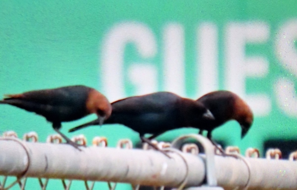 Brown-headed Cowbird - ML620296599