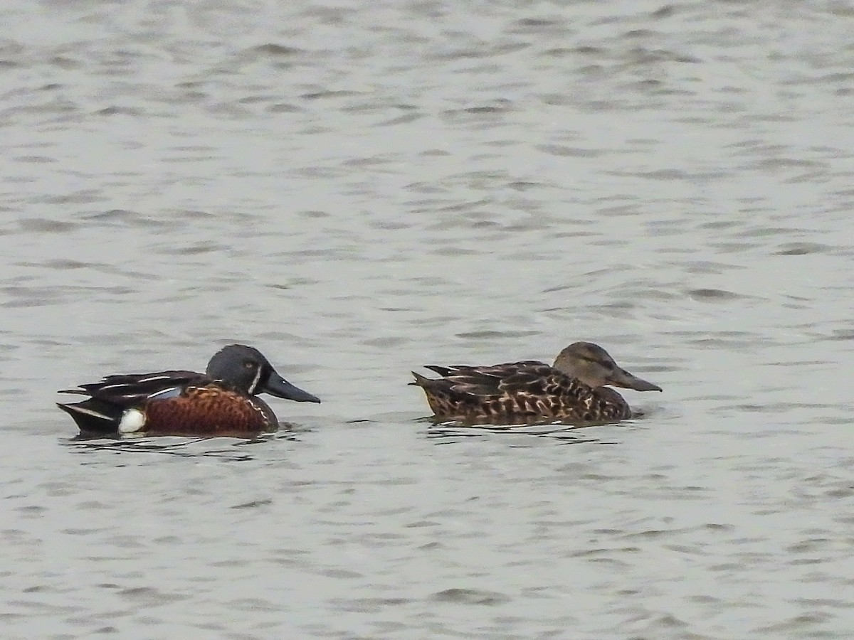 Australasian Shoveler - ML620296606