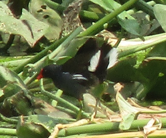 Eurasian Moorhen - ML620296607