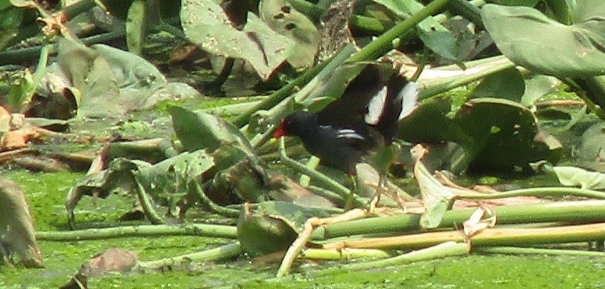 Eurasian Moorhen - ML620296608