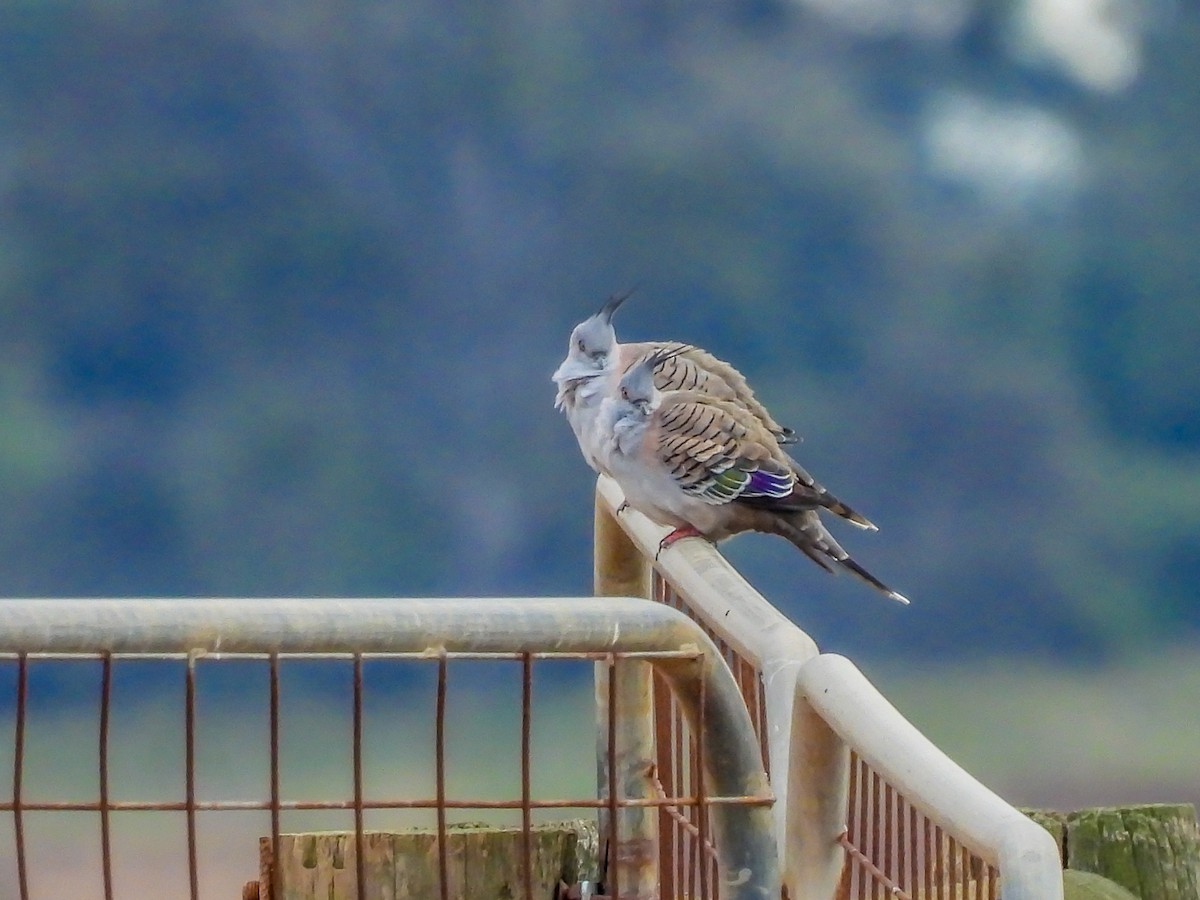 Crested Pigeon - ML620296609