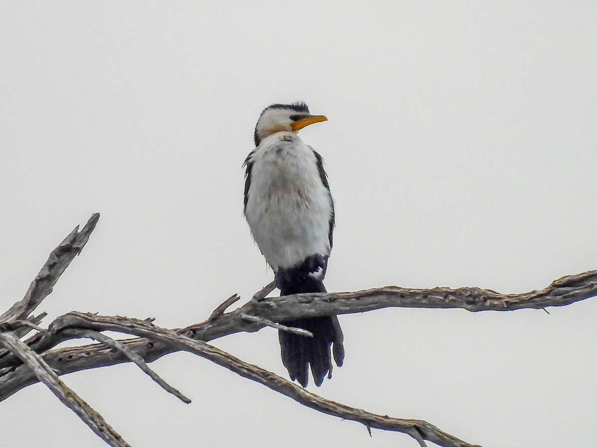 Little Pied Cormorant - ML620296612