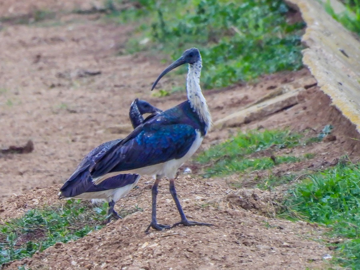 Straw-necked Ibis - ML620296614