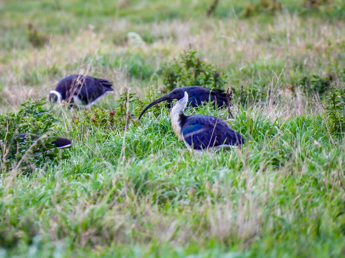 Straw-necked Ibis - ML620296615