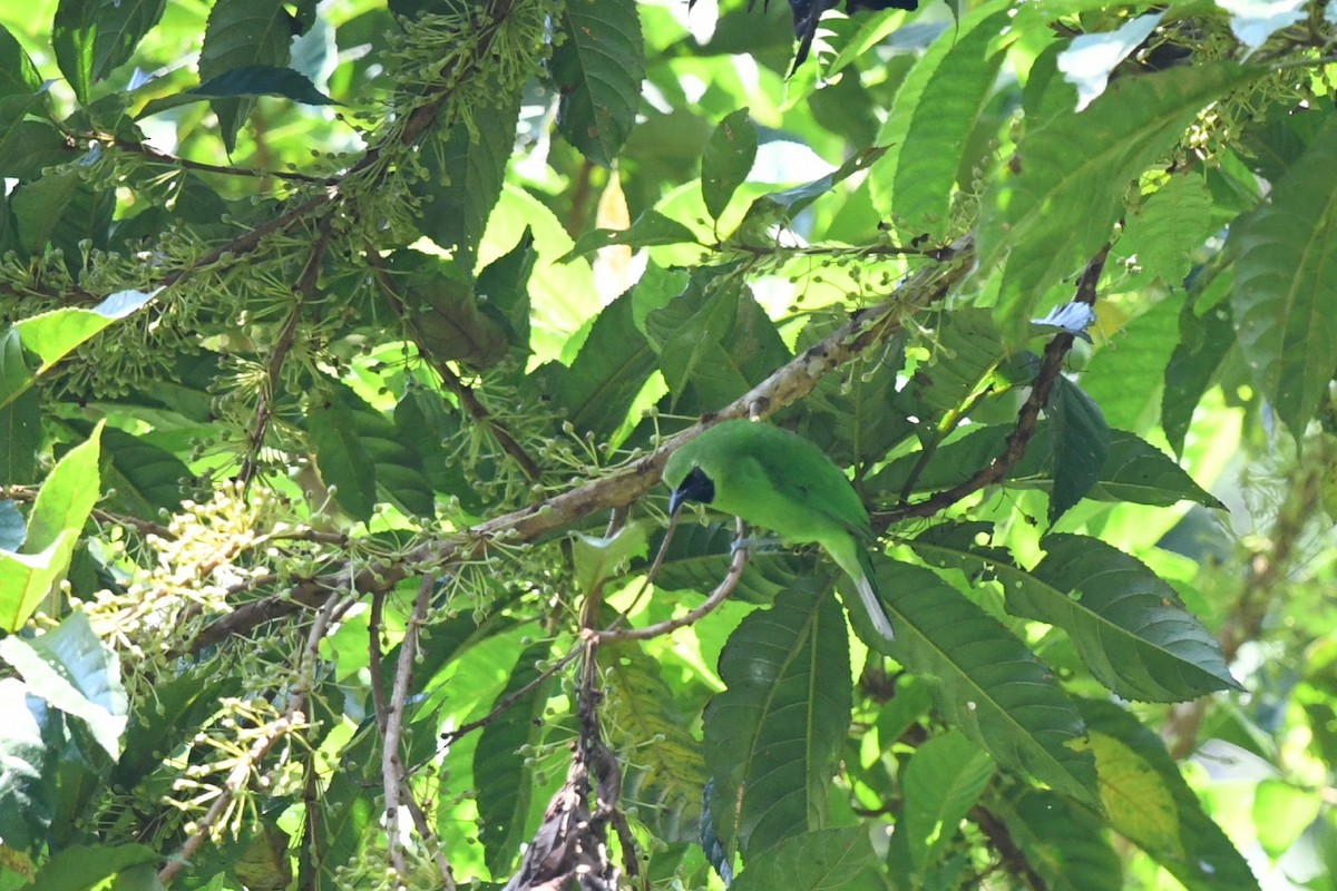 Greater Green Leafbird - ML620296616