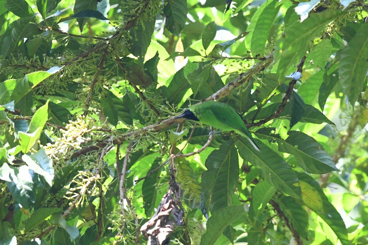 Greater Green Leafbird - ML620296617